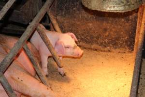 Farrowing crates - Australian pig farming - Captured at Wondaphil Pork Company, Tragowel VIC Australia.