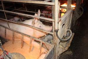 Farrowing crates - Australian pig farming - Captured at Wondaphil Pork Company, Tragowel VIC Australia.