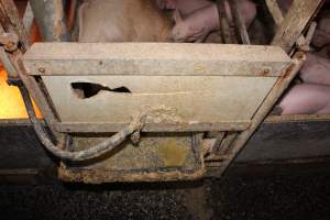 Farrowing crates - Australian pig farming - Captured at Wondaphil Pork Company, Tragowel VIC Australia.