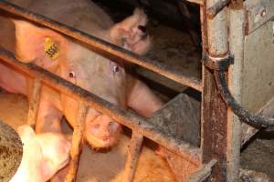 Farrowing crates - Australian pig farming - Captured at Wondaphil Pork Company, Tragowel VIC Australia.