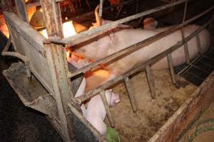 Farrowing crates - Australian pig farming - Captured at Wondaphil Pork Company, Tragowel VIC Australia.