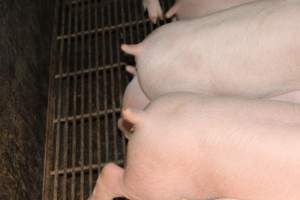 Farrowing crates - Australian pig farming - Captured at Wondaphil Pork Company, Tragowel VIC Australia.