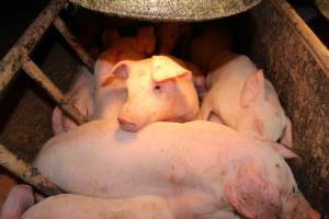 Farrowing crates - Australian pig farming - Captured at Wondaphil Pork Company, Tragowel VIC Australia.