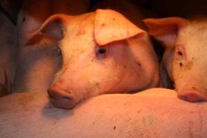 Farrowing crates - Australian pig farming - Captured at Wondaphil Pork Company, Tragowel VIC Australia.