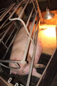 Farrowing crates - Australian pig farming - Captured at Wondaphil Pork Company, Tragowel VIC Australia.