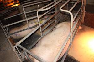 Farrowing crates - Australian pig farming - Captured at Wondaphil Pork Company, Tragowel VIC Australia.