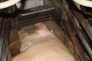 Farrowing crates - Australian pig farming - Captured at Wondaphil Pork Company, Tragowel VIC Australia.