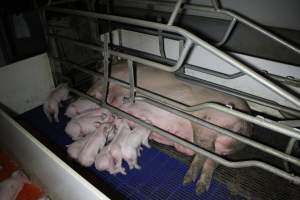 Farrowing crates - Australian pig farming - Captured at Wondaphil Pork Company, Tragowel VIC Australia.