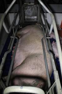 Farrowing crates - Australian pig farming - Captured at Wondaphil Pork Company, Tragowel VIC Australia.