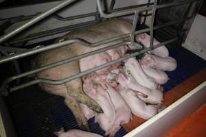 Farrowing crates - Australian pig farming - Captured at Wondaphil Pork Company, Tragowel VIC Australia.