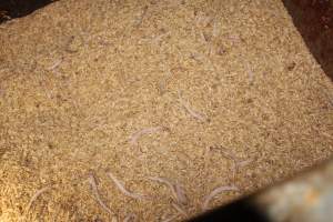 Severed piglet tails in feed trolley - Australian pig farming - Captured at Wondaphil Pork Company, Tragowel VIC Australia.