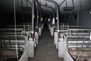 Farrowing crates - Australian pig farming - Captured at Wondaphil Pork Company, Tragowel VIC Australia.