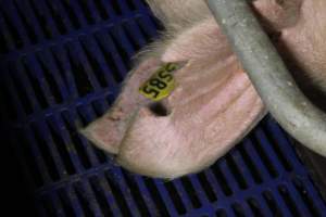 Farrowing crates - Australian pig farming - Captured at Wondaphil Pork Company, Tragowel VIC Australia.