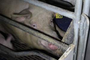 Farrowing crates - Australian pig farming - Captured at Wondaphil Pork Company, Tragowel VIC Australia.