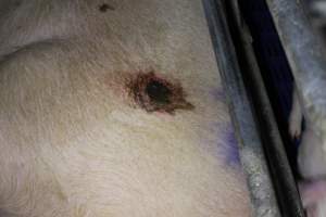 Farrowing crates - Australian pig farming - Captured at Wondaphil Pork Company, Tragowel VIC Australia.