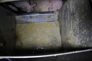 Feed tray full of sludge - Australian pig farming - Captured at Wondaphil Pork Company, Tragowel VIC Australia.