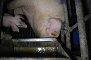 Farrowing crates - Australian pig farming - Captured at Wondaphil Pork Company, Tragowel VIC Australia.