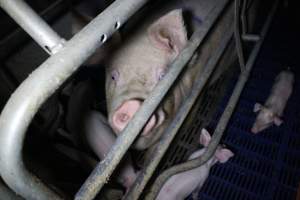 Farrowing crates - Australian pig farming - Captured at Wondaphil Pork Company, Tragowel VIC Australia.