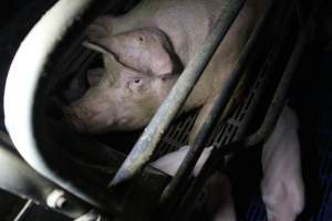 Farrowing crates - Australian pig farming - Captured at Wondaphil Pork Company, Tragowel VIC Australia.