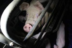 Farrowing crates - Australian pig farming - Captured at Wondaphil Pork Company, Tragowel VIC Australia.