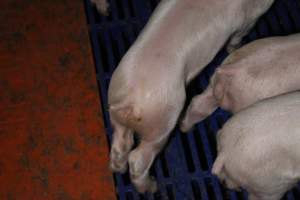 Farrowing crates - Australian pig farming - Captured at Wondaphil Pork Company, Tragowel VIC Australia.