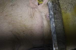 Farrowing crates - Australian pig farming - Captured at Wondaphil Pork Company, Tragowel VIC Australia.