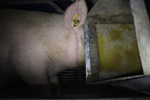 Farrowing crates - Australian pig farming - Captured at Wondaphil Pork Company, Tragowel VIC Australia.