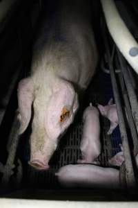 Farrowing crates - Australian pig farming - Captured at Wondaphil Pork Company, Tragowel VIC Australia.