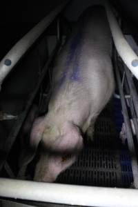 Farrowing crates - Australian pig farming - Captured at Wondaphil Pork Company, Tragowel VIC Australia.