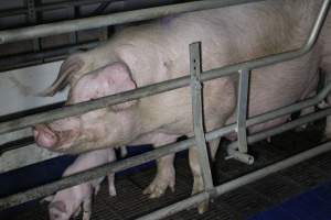 Farrowing crates - Australian pig farming - Captured at Wondaphil Pork Company, Tragowel VIC Australia.