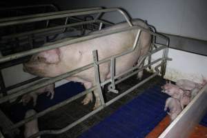 Farrowing crates - Australian pig farming - Captured at Wondaphil Pork Company, Tragowel VIC Australia.