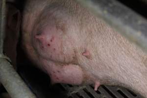 Farrowing crates - Australian pig farming - Captured at Wondaphil Pork Company, Tragowel VIC Australia.