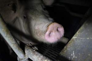 Farrowing crates - Australian pig farming - Captured at Wondaphil Pork Company, Tragowel VIC Australia.