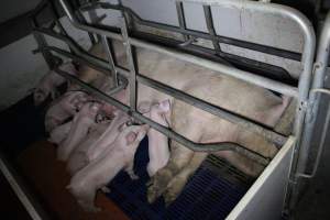 Farrowing crates - Australian pig farming - Captured at Wondaphil Pork Company, Tragowel VIC Australia.