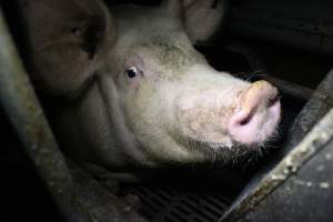 Farrowing crates - Australian pig farming - Captured at Wondaphil Pork Company, Tragowel VIC Australia.