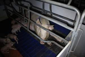 Farrowing crates - Australian pig farming - Captured at Wondaphil Pork Company, Tragowel VIC Australia.