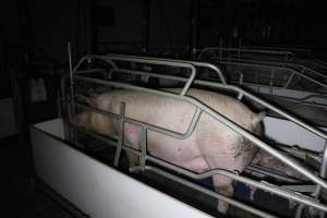 Farrowing crates - Australian pig farming - Captured at Wondaphil Pork Company, Tragowel VIC Australia.