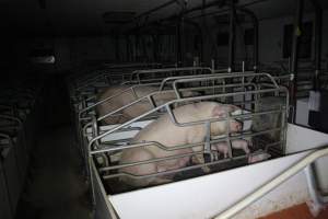 Farrowing crates - Australian pig farming - Captured at Wondaphil Pork Company, Tragowel VIC Australia.