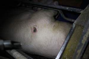 Farrowing crates - Australian pig farming - Captured at Wondaphil Pork Company, Tragowel VIC Australia.