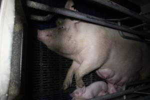 Farrowing crates - Australian pig farming - Captured at Wondaphil Pork Company, Tragowel VIC Australia.