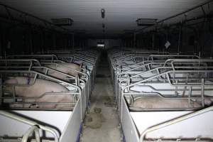 Farrowing crates - Australian pig farming - Captured at Wondaphil Pork Company, Tragowel VIC Australia.