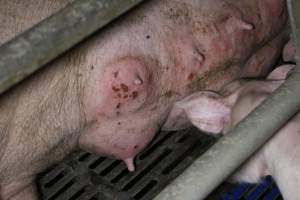 Farrowing crates - Australian pig farming - Captured at Wondaphil Pork Company, Tragowel VIC Australia.