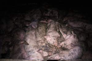 Grower pigs crammed together - Australian pig farming - Captured at Wondaphil Pork Company, Tragowel VIC Australia.