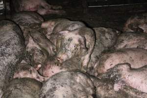 Grower pigs crammed together - Australian pig farming - Captured at Wondaphil Pork Company, Tragowel VIC Australia.