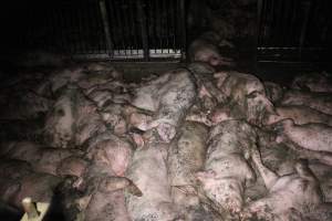 Grower pigs crammed together - Australian pig farming - Captured at Wondaphil Pork Company, Tragowel VIC Australia.