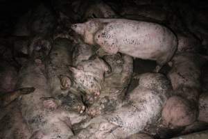 Grower pigs crammed together - Australian pig farming - Captured at Wondaphil Pork Company, Tragowel VIC Australia.