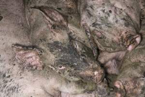 Grower pigs crammed together - Australian pig farming - Captured at Wondaphil Pork Company, Tragowel VIC Australia.