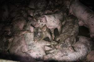 Grower pigs crammed together - Australian pig farming - Captured at Wondaphil Pork Company, Tragowel VIC Australia.