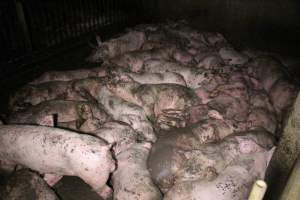 Grower pigs crammed together - Australian pig farming - Captured at Wondaphil Pork Company, Tragowel VIC Australia.