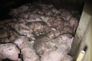 Grower pigs crammed together - Australian pig farming - Captured at Wondaphil Pork Company, Tragowel VIC Australia.